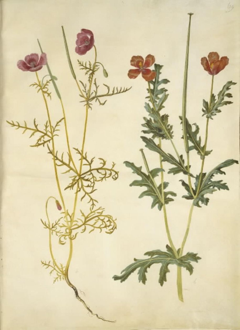 Roemeria hybrida; Glaucium corniculatum da Hans Simon Holtzbecker