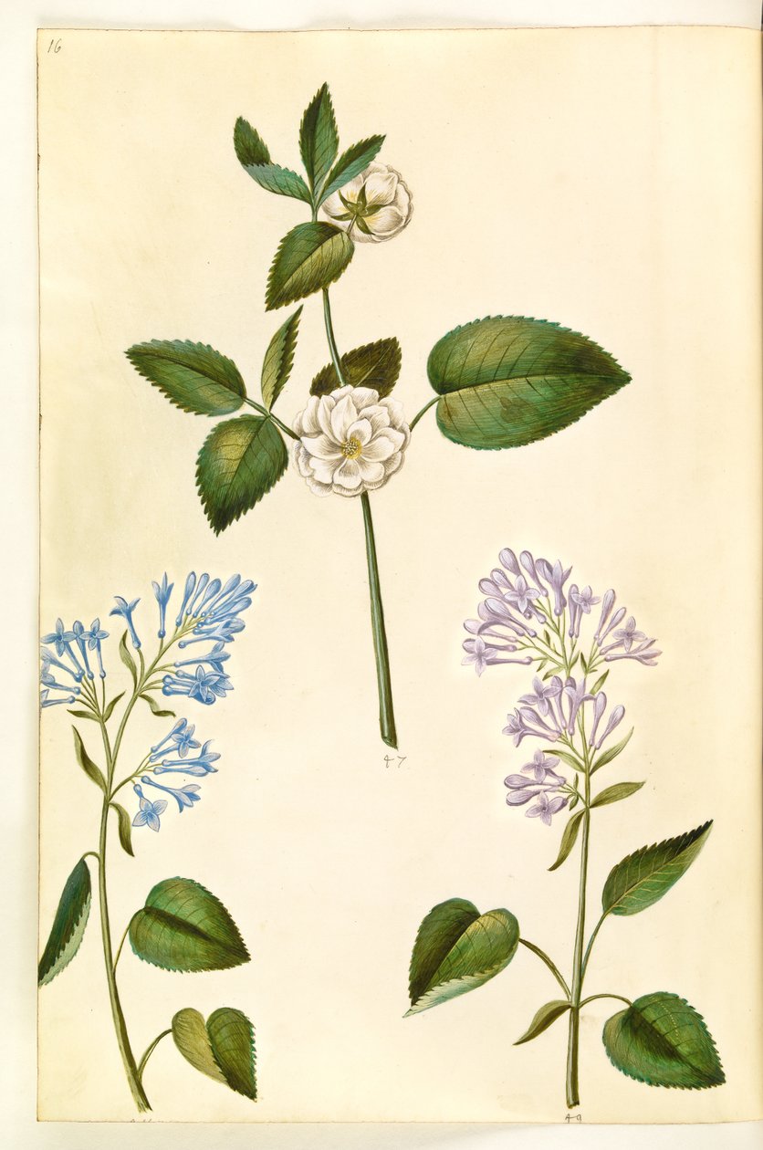 Rosa (?) (rosa); Syringa vulgaris (lillà comune) da Hans Simon Holtzbecker