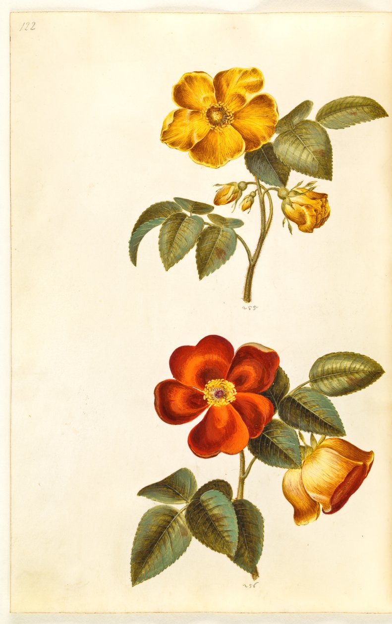 Rosa foetida (rosa gialla); Rosa foetida (rosa turca) da Hans Simon Holtzbecker