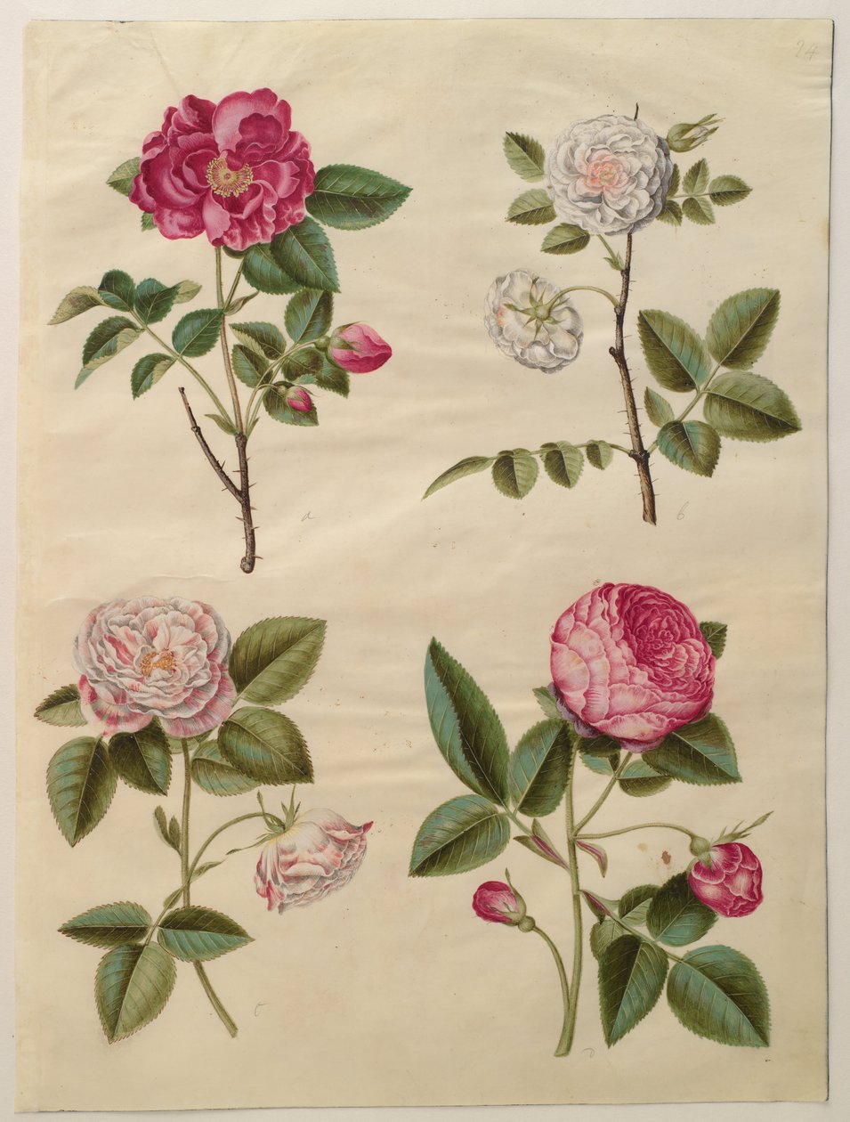 Rosa gallica da Hans Simon Holtzbecker