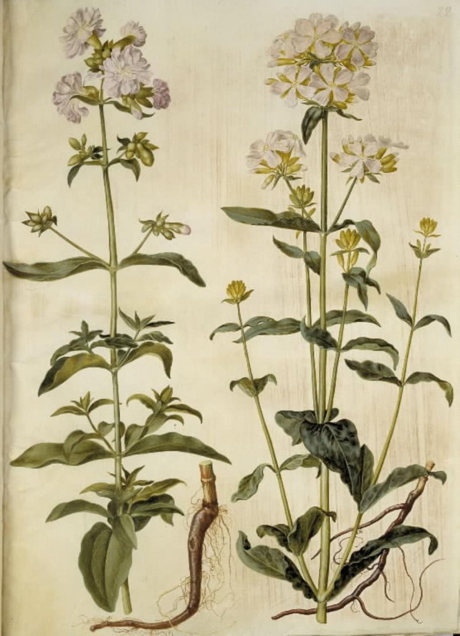 Saponaria officinalis (saponaria comune) da Hans Simon Holtzbecker