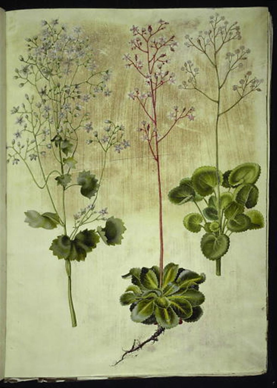 Saxifraga rotundifolia (sassifraga a foglie rotonde); Saxifraga umbrosa (sassifraga ombrosa); Saxifraga geum (fiore di porcellana) da Hans Simon Holtzbecker