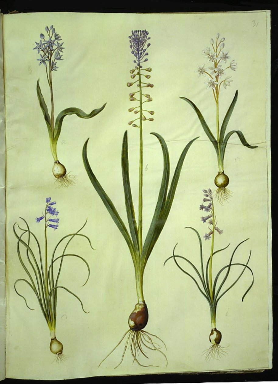 Scilla bifolia; Muscari comosum; Brimeura amethystina da Hans Simon Holtzbecker