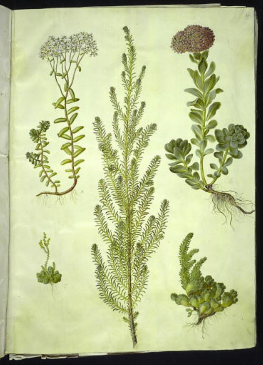 Sedum album; Sedum anacampseros; Sedum; Suaeda vera; Sedum rupestre da Hans Simon Holtzbecker