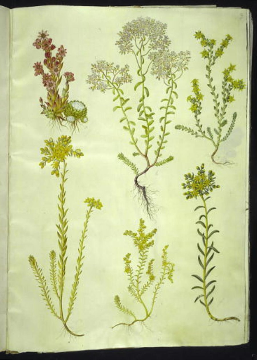 Sempervivum arachnoideum (sempervivum ragnatela); Sedum album (borracina bianca); Sedum acre (borracina acre); Sedum rupestre (borracina rupestre); Sedum sexangulare (borracina esagonale) da Hans Simon Holtzbecker