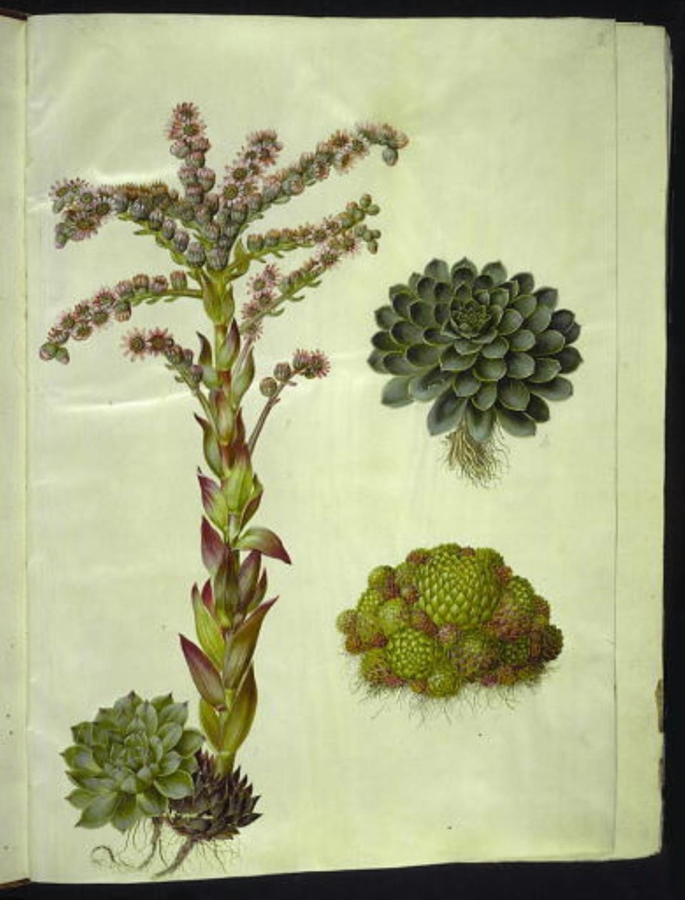 Sempervivum tectorum (semprevivo comune); Sempervivum montanum (semprevivo montano) da Hans Simon Holtzbecker