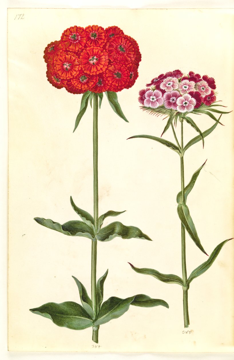 Silene chalcedonica (amore ardente); Dianthus barbatus (garofano dei poeti) da Hans Simon Holtzbecker