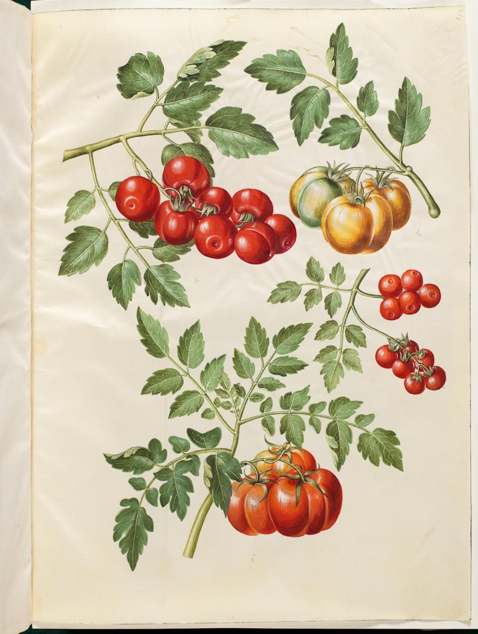 Solanum lycopersicum L. (pomodoro comune) da Hans Simon Holtzbecker