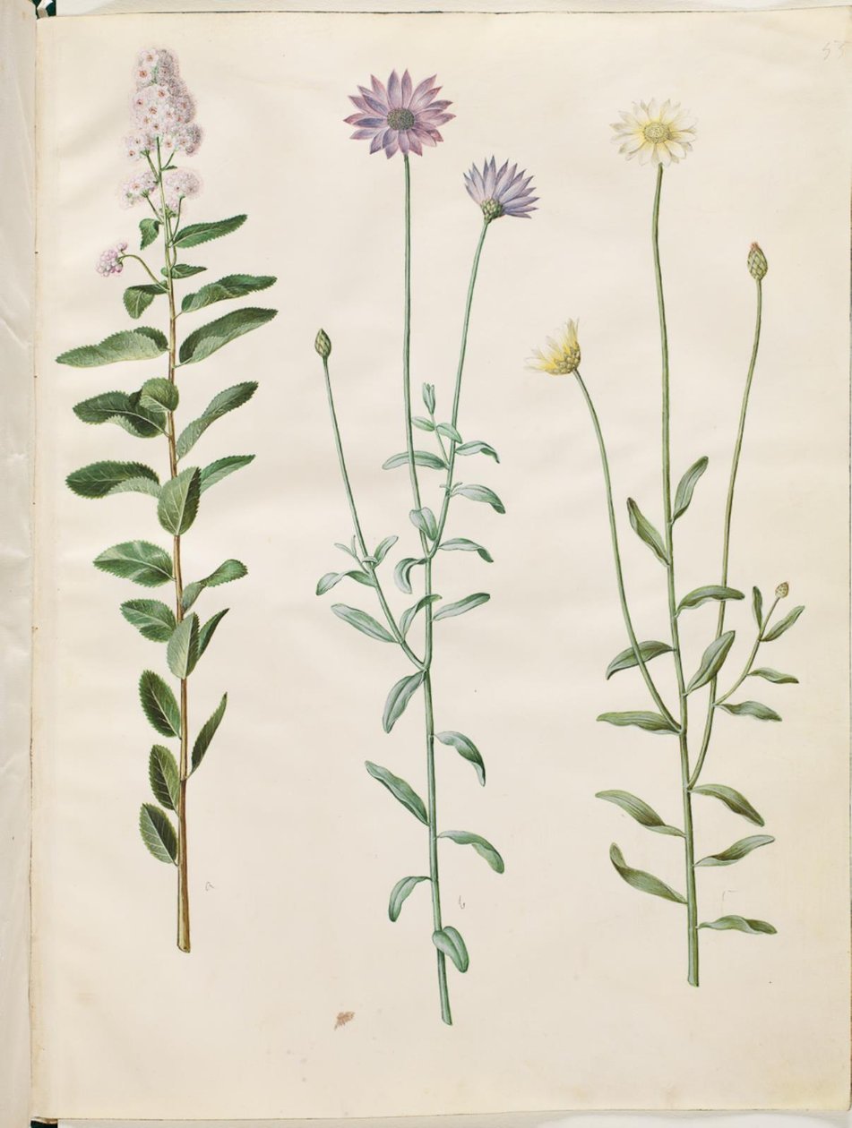 Spiraea salicifolia (spirea a foglia di salice); Catananche caerulea (fiore blu) da Hans Simon Holtzbecker