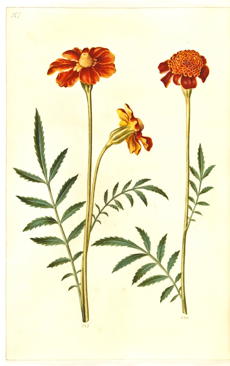 Tagetes patula (tagete eretto) da Hans Simon Holtzbecker