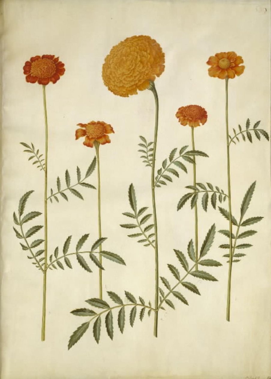 Tagetes patula; Tagetes erecta da Hans Simon Holtzbecker