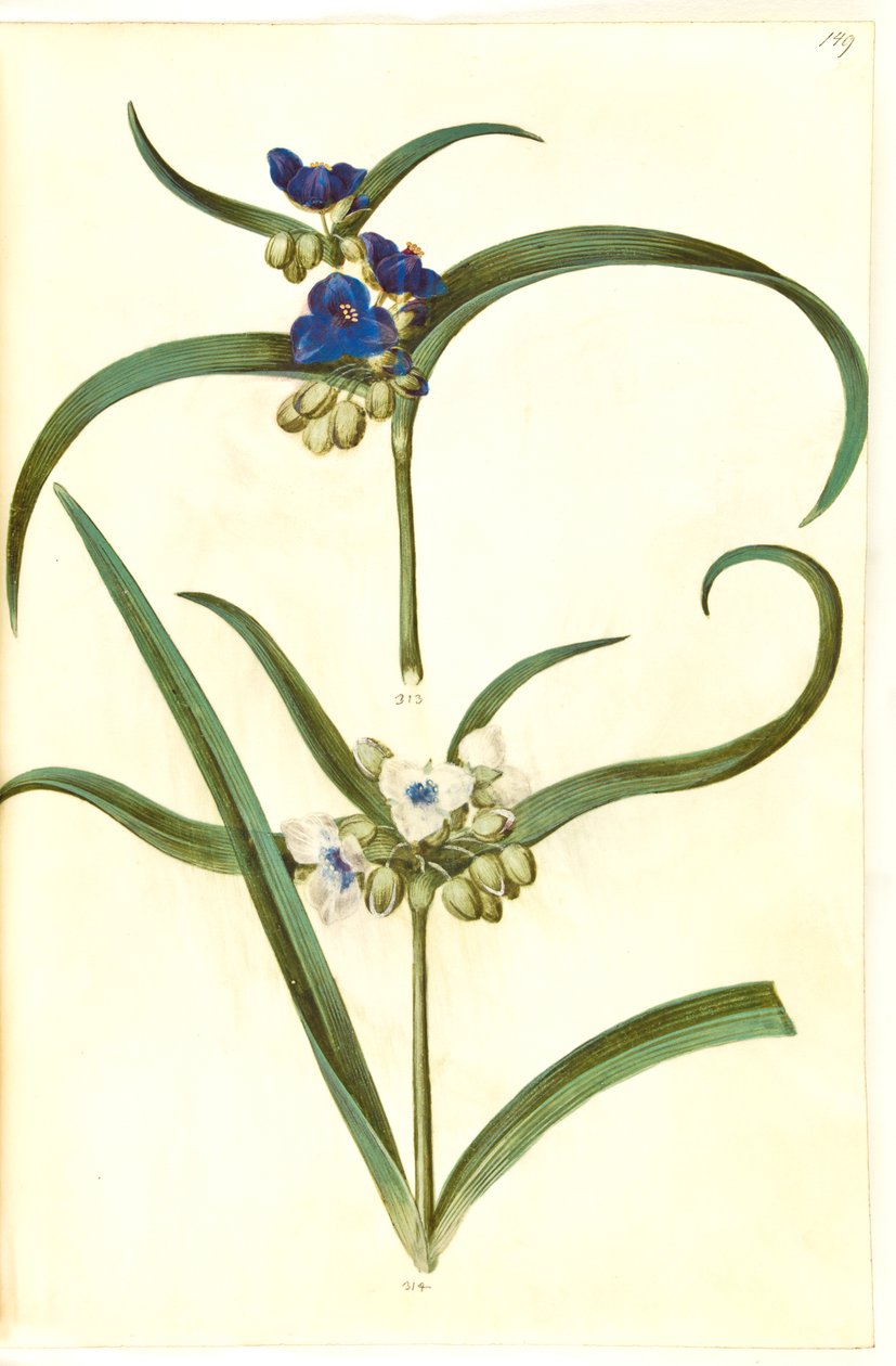 Tradescantia virginiana o Tradescantia ohiensis (?) da Hans Simon Holtzbecker