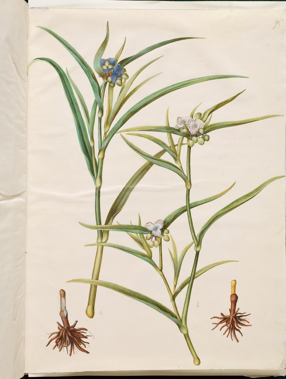 Tradescantia virginiana o Tradescantia ohiensis (fiore di giudeo o fiore di giudeo dell