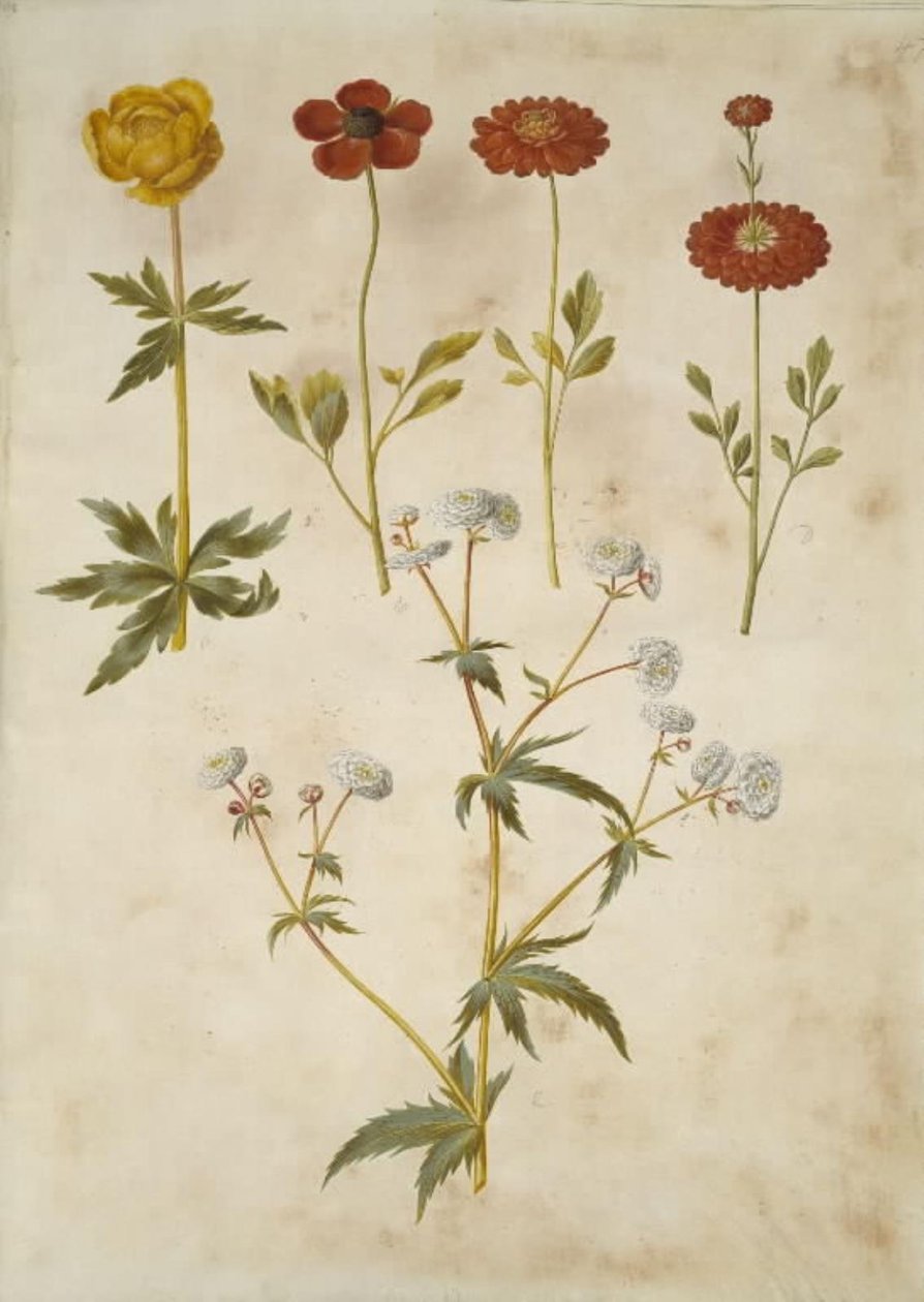 Trollius europaeus; Ranunculus asiaticus; Ranunculus aconitifolius da Hans Simon Holtzbecker