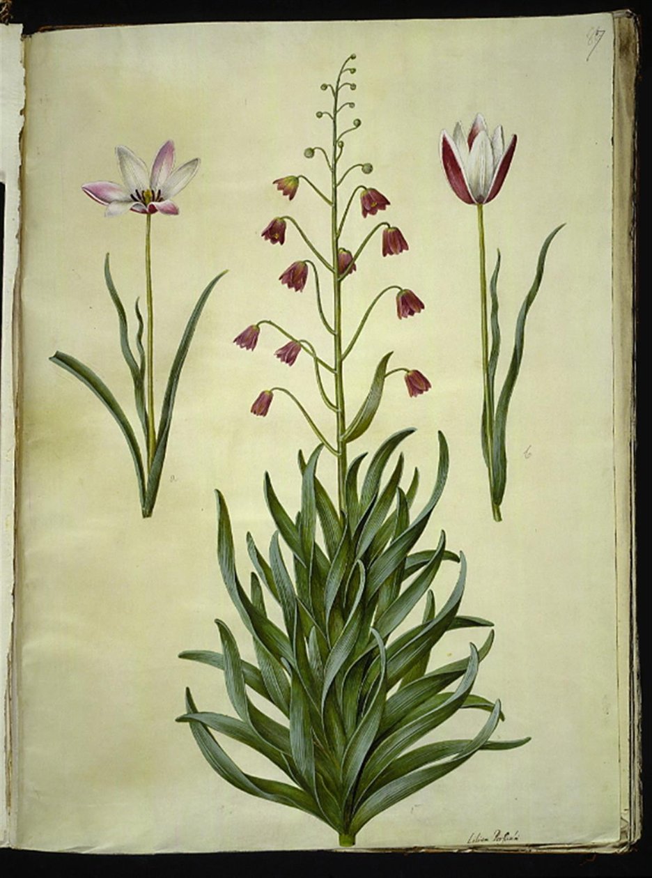 Tulipa clusiana (tulipano di Clusius); Fritillaria persica (fritillaria persiana) da Hans Simon Holtzbecker