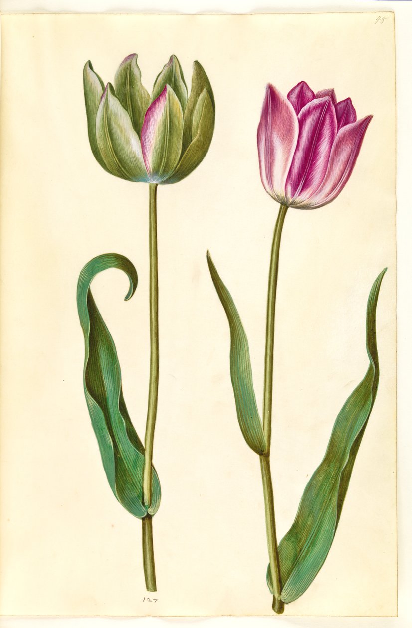 Tulipa gesneriana da Hans Simon Holtzbecker