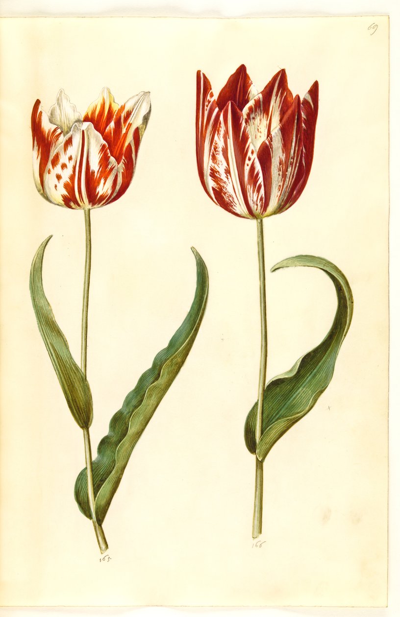 Tulipa gesneriana (tulipano da giardino) da Hans Simon Holtzbecker