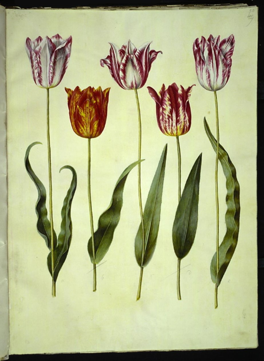 Tulipa gesneriana (tulipano da giardino) da Hans Simon Holtzbecker
