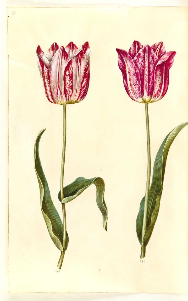 Tulipa gesneriana (tulipano da giardino) da Hans Simon Holtzbecker