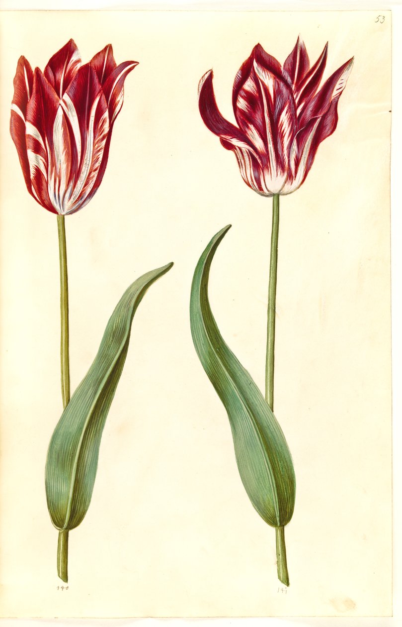 Tulipa gesneriana (tulipano da giardino) da Hans Simon Holtzbecker