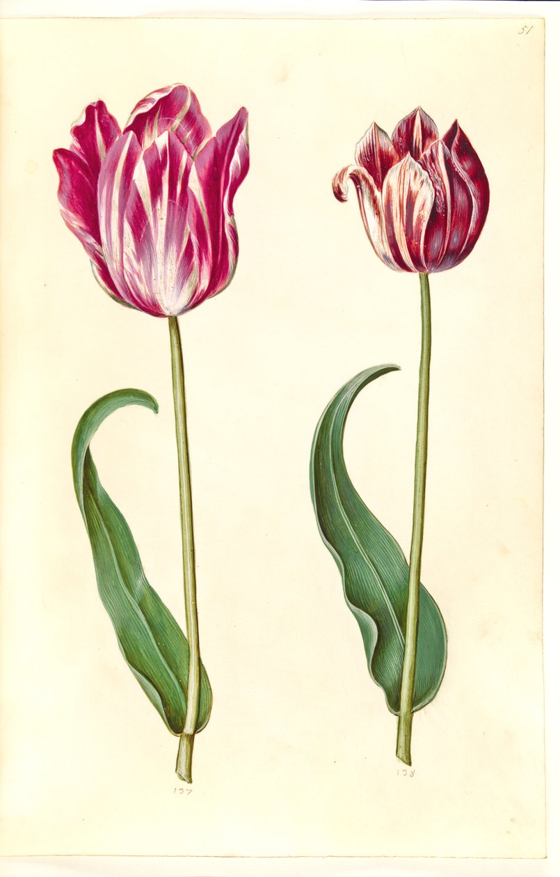 Tulipa gesneriana (tulipano da giardino) da Hans Simon Holtzbecker