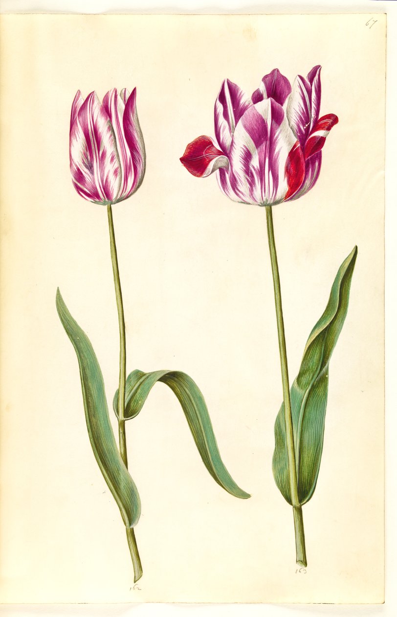 Tulipa gesneriana (tulipano da giardino) da Hans Simon Holtzbecker