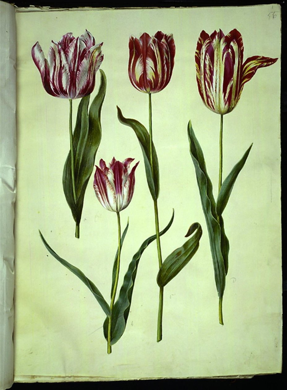 Tulipa gesneriana (tulipano da giardino) da Hans Simon Holtzbecker