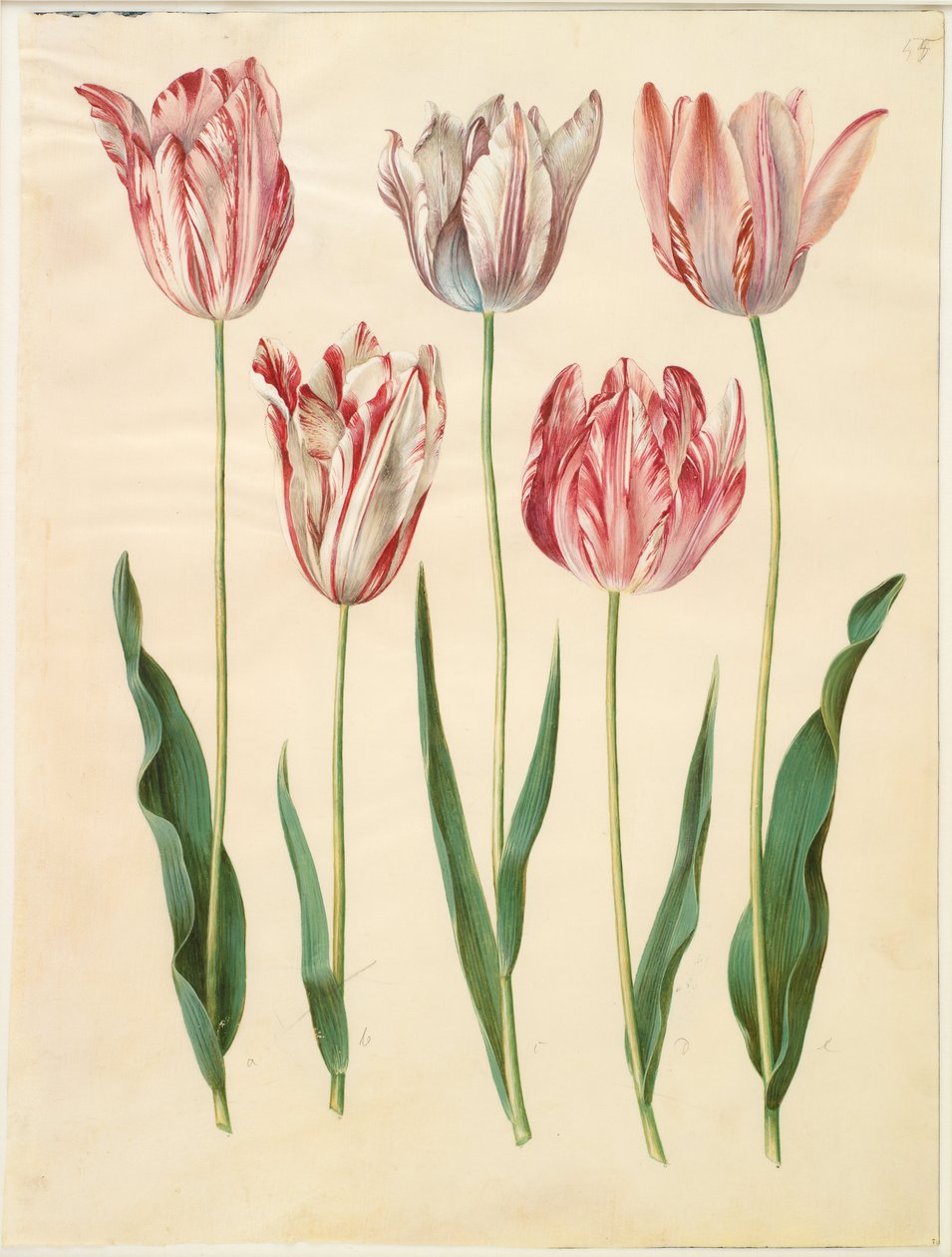 Tulipa gesneriana da Hans Simon Holtzbecker