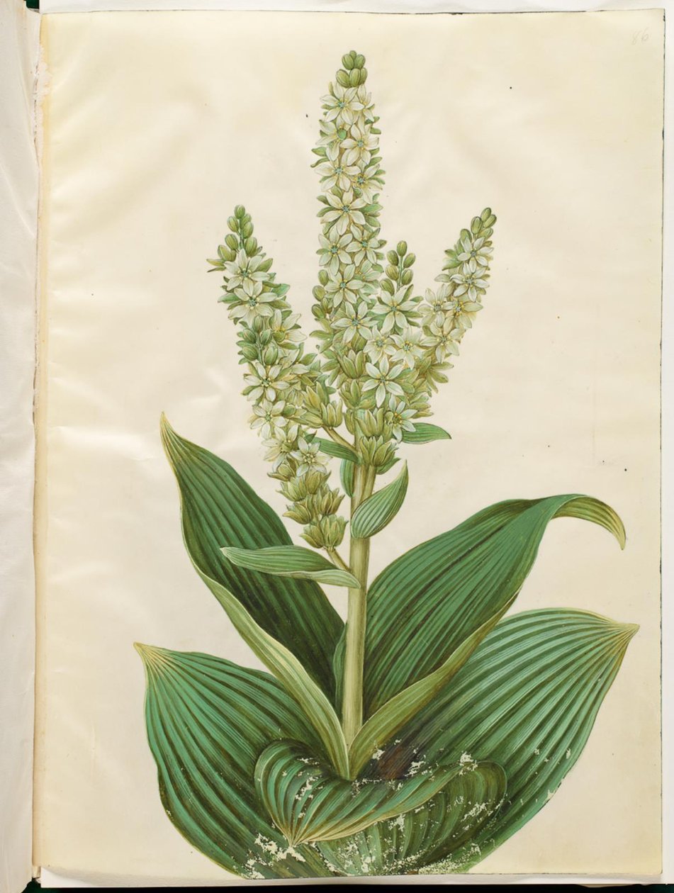 Veratrum album (foglia piegata bianca) da Hans Simon Holtzbecker
