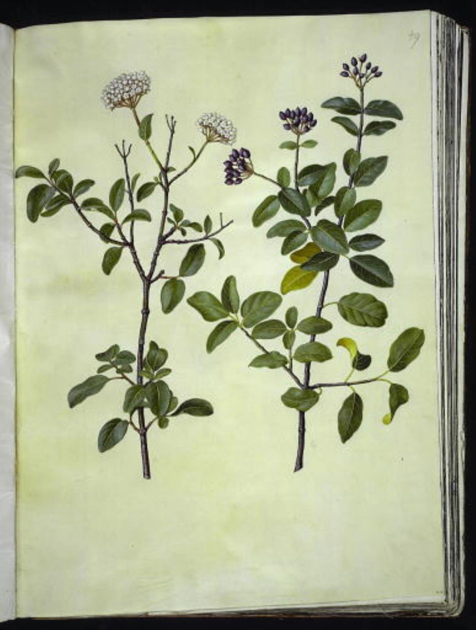Viburnum tinus (vinter-snebolle) da Hans Simon Holtzbecker