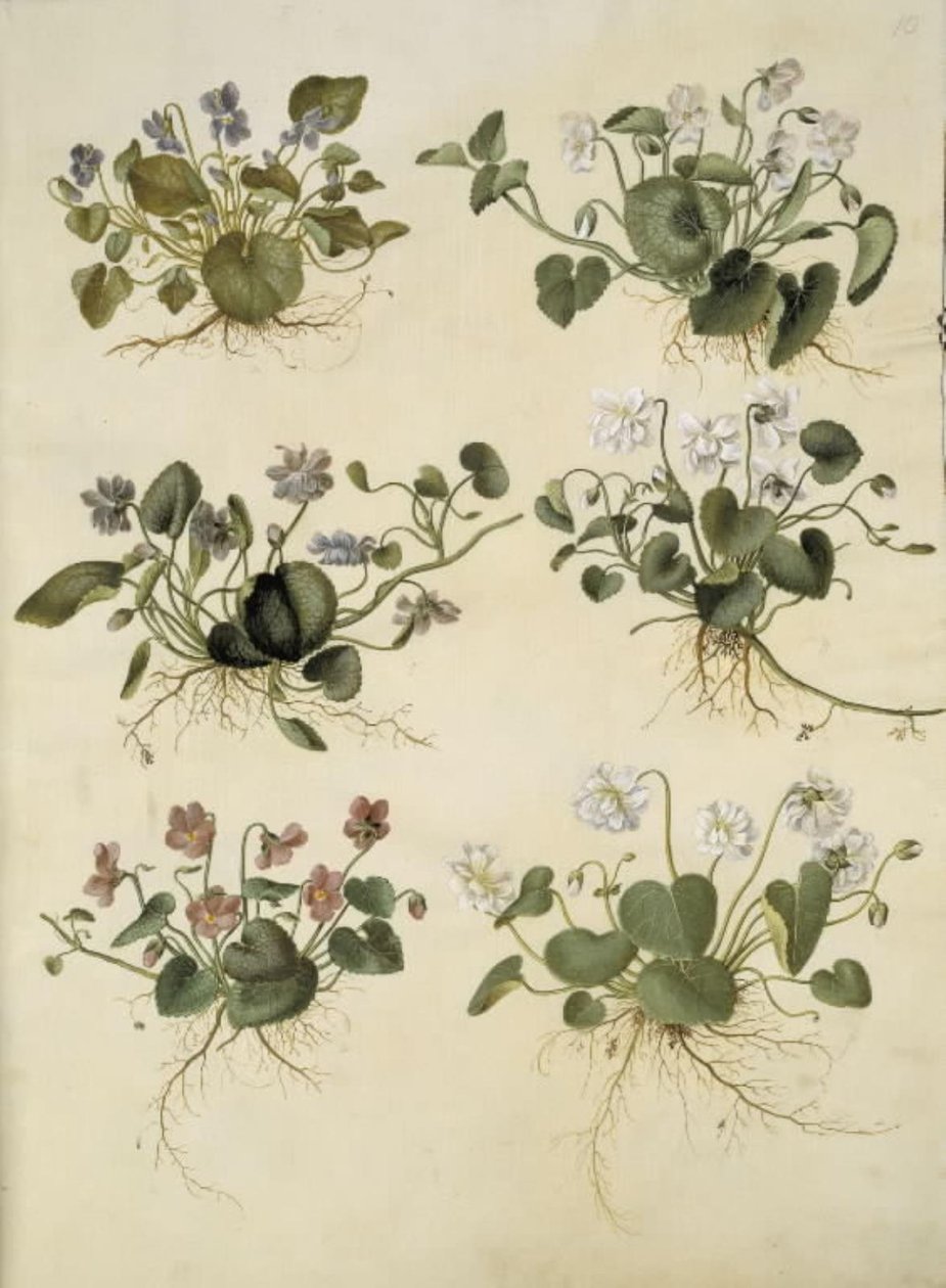 Viola odorata da Hans Simon Holtzbecker