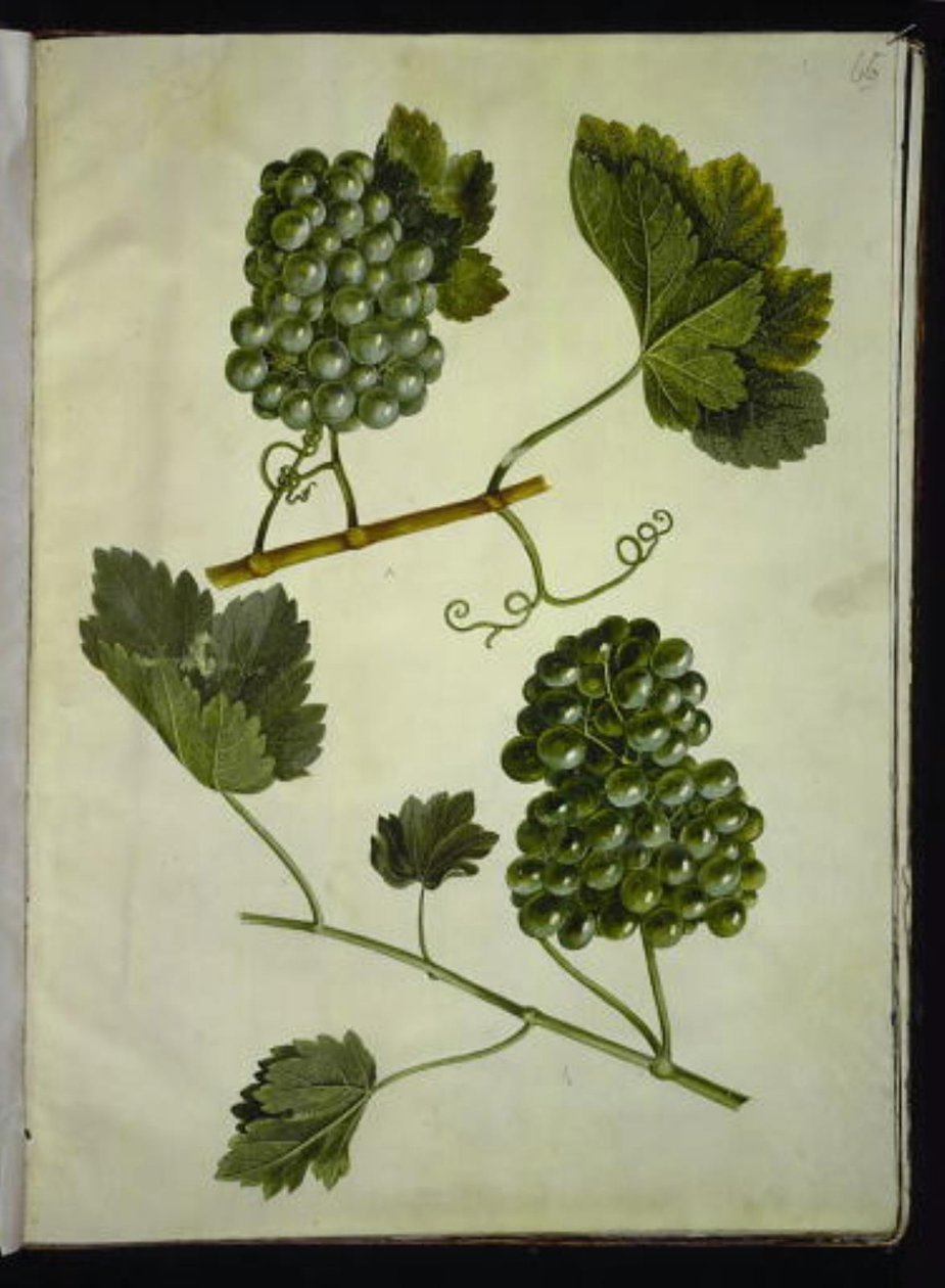 Vitis vinifera (vite comune) da Hans Simon Holtzbecker
