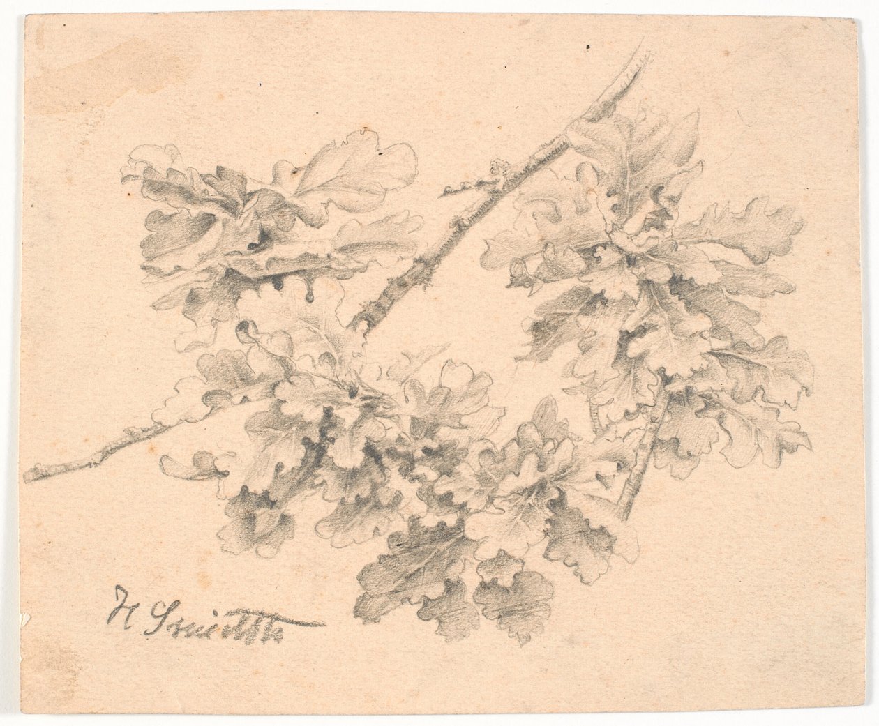 Studio di rami di quercia da Hans Smidth