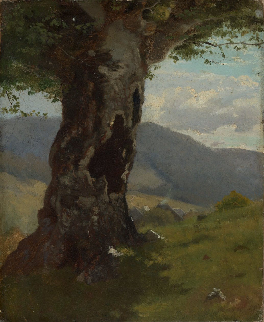Vecchio tronco d
