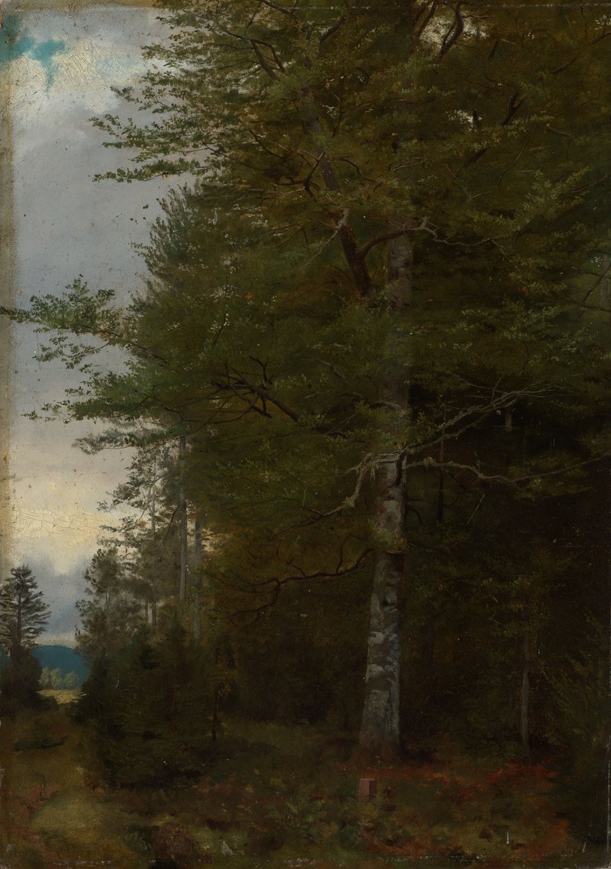 Faggio al margine del bosco da Hans Thoma