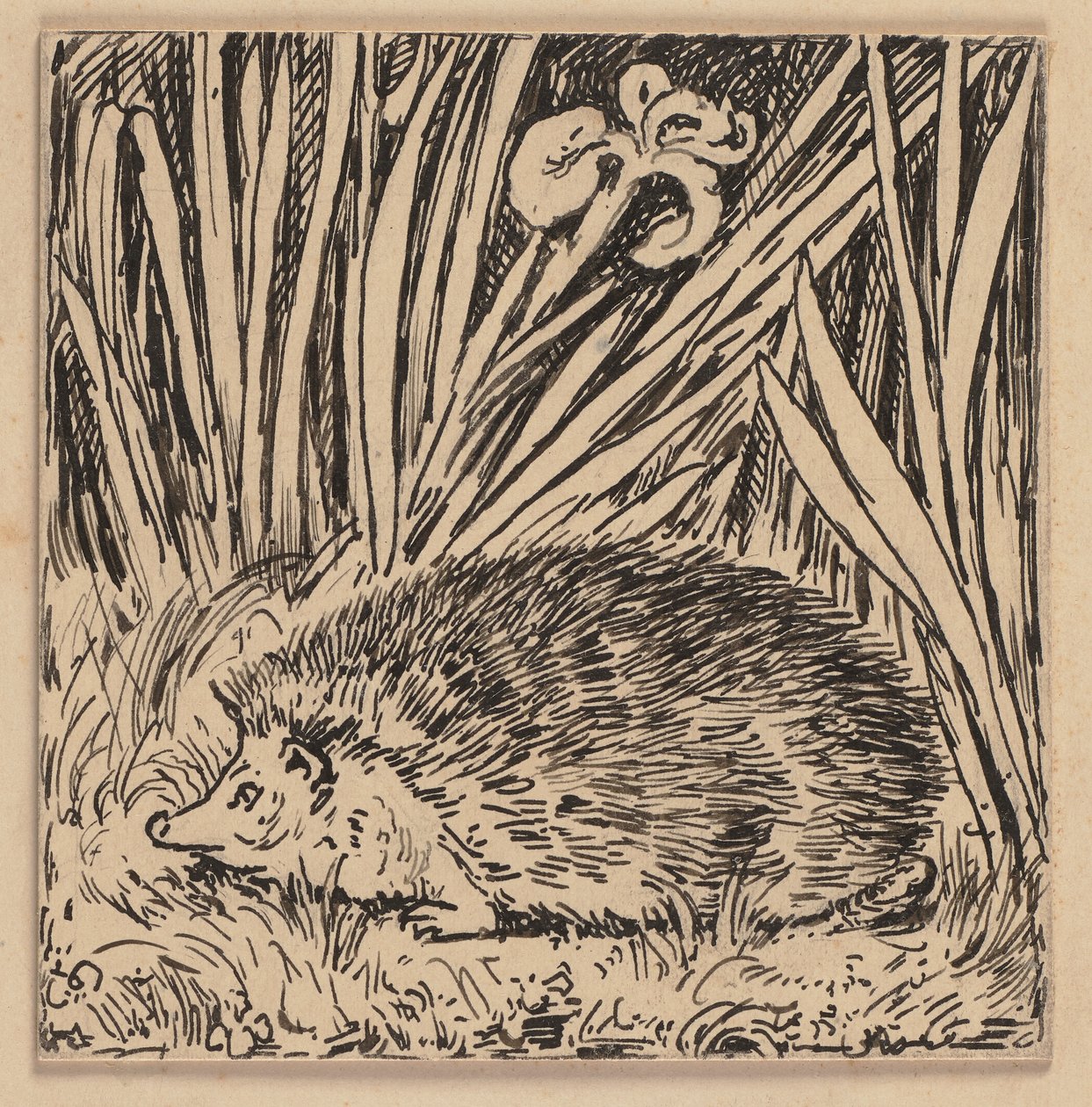 Disegno per il sillabario: riccio da Hans Thoma