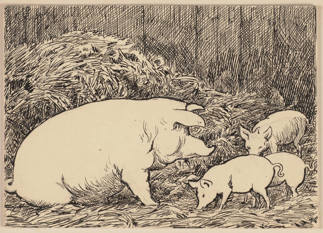 Illustrazione tratta dal manuale: maiale da Hans Thoma
