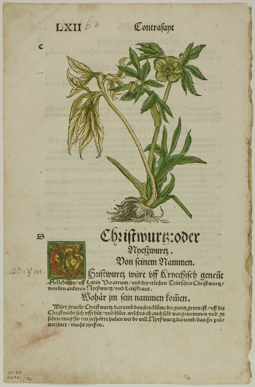 Christwurz (Elleboro) dall