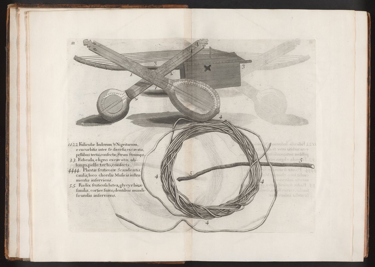 Illustrazione dal Voyage to the Island Madera, Barbados...Vol.2 da Hans after Sloane
