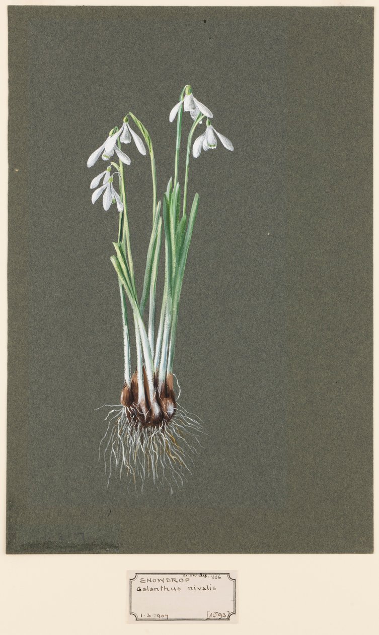 Galanthus nivalis L. Bucaneve da Harold Drinkwater