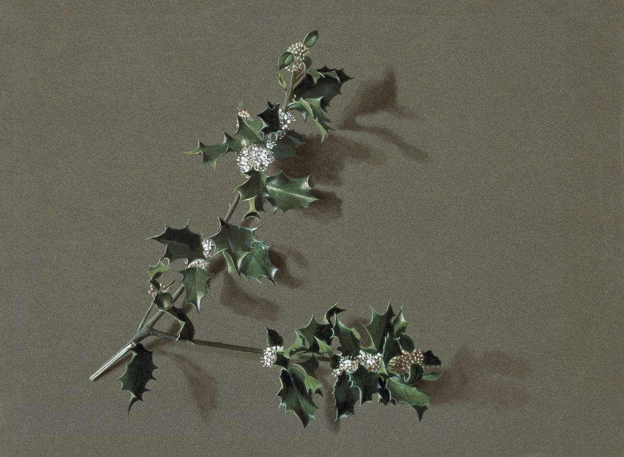 Ilex aquifolium L. Agrifoglio comune, c. 1870-1920 da Harold Drinkwater