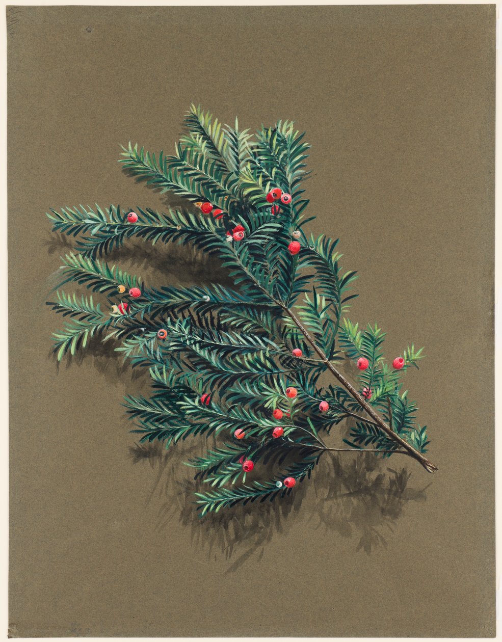 Taxus baccata L. Tasso, c1903 -1915 da Harold Drinkwater