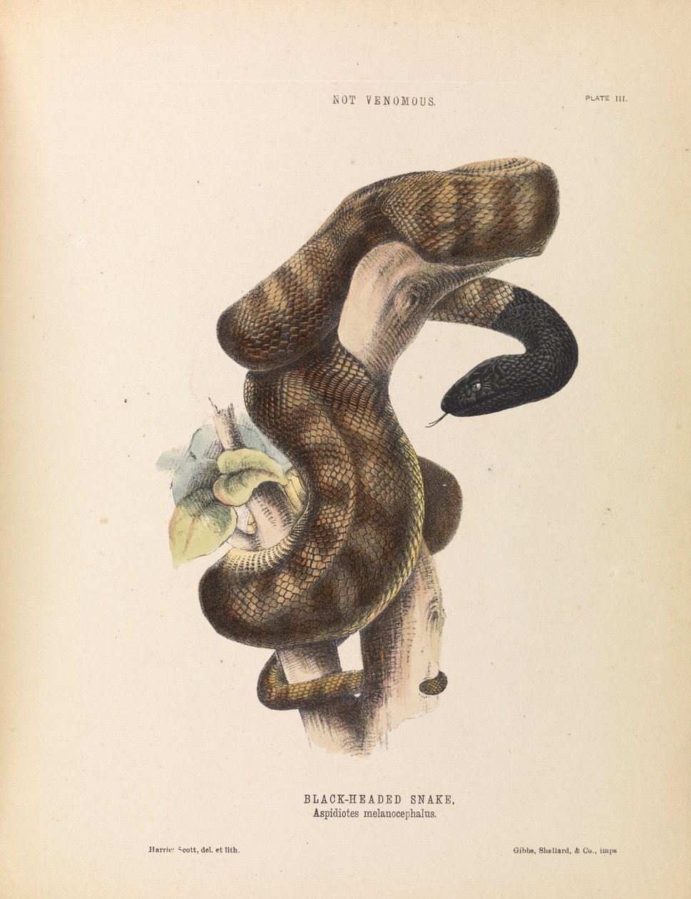 Serpente dalla testa nera, Aspidiotes melanocephalus da Harriet Scott