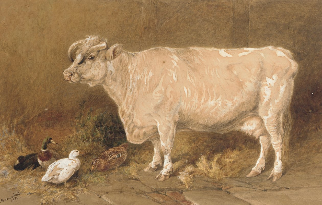 Mucca con anatre in un fienile da Harrison William Weir