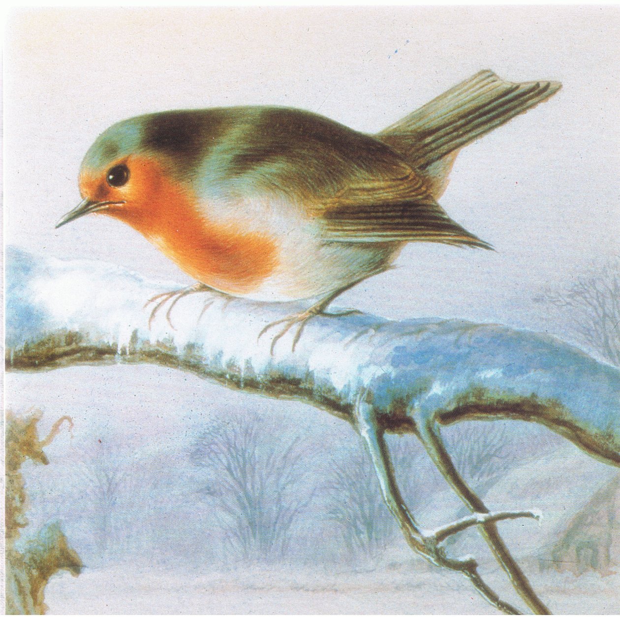 Pettirosso, cartolina di Natale a colori da Harry Bright