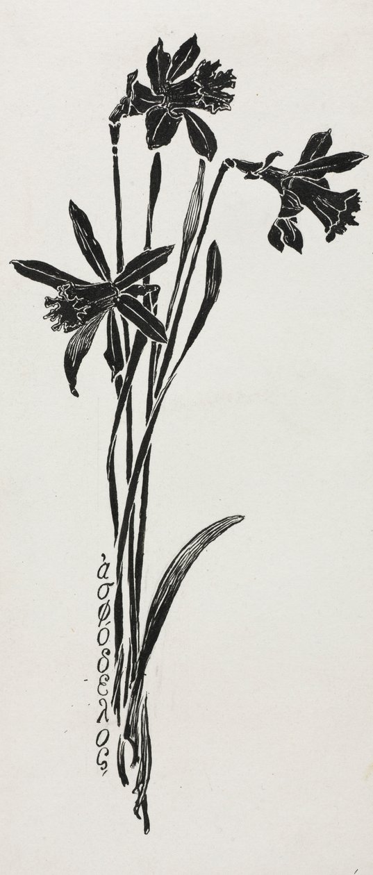Narcisi da Harry Fenn