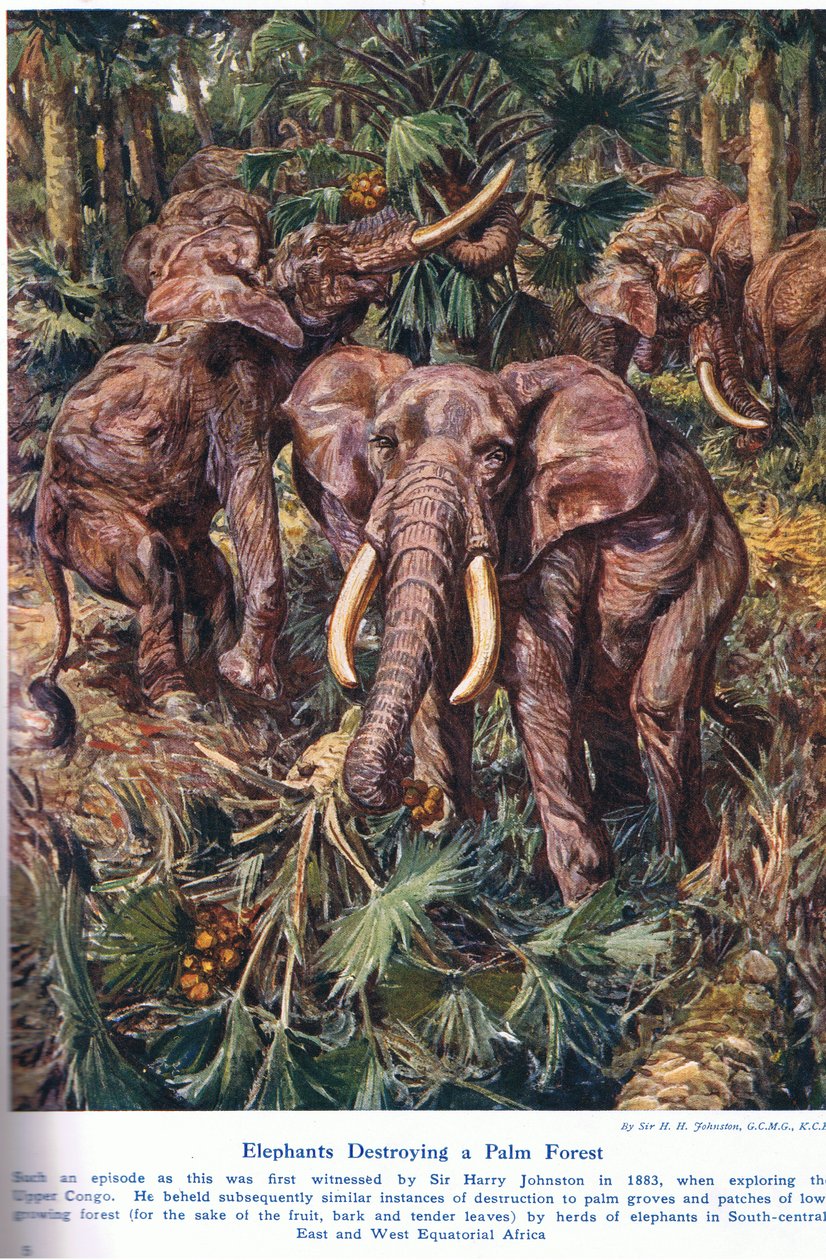 Elefanti che distruggono una foresta di palme, illustrazione da 