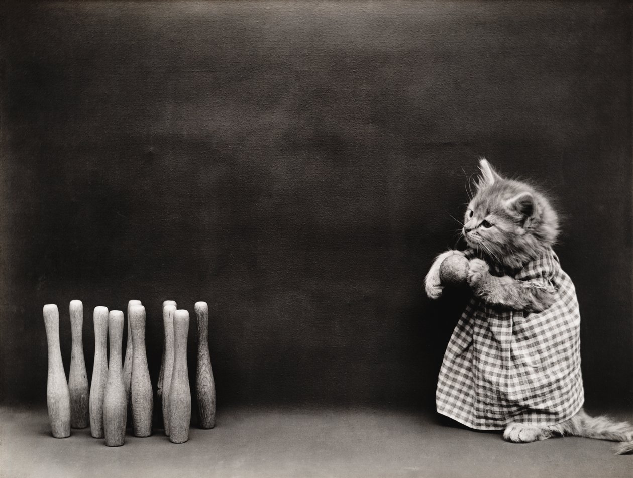 Serie dei gattini: Bowling, 1914 circa (stampa all