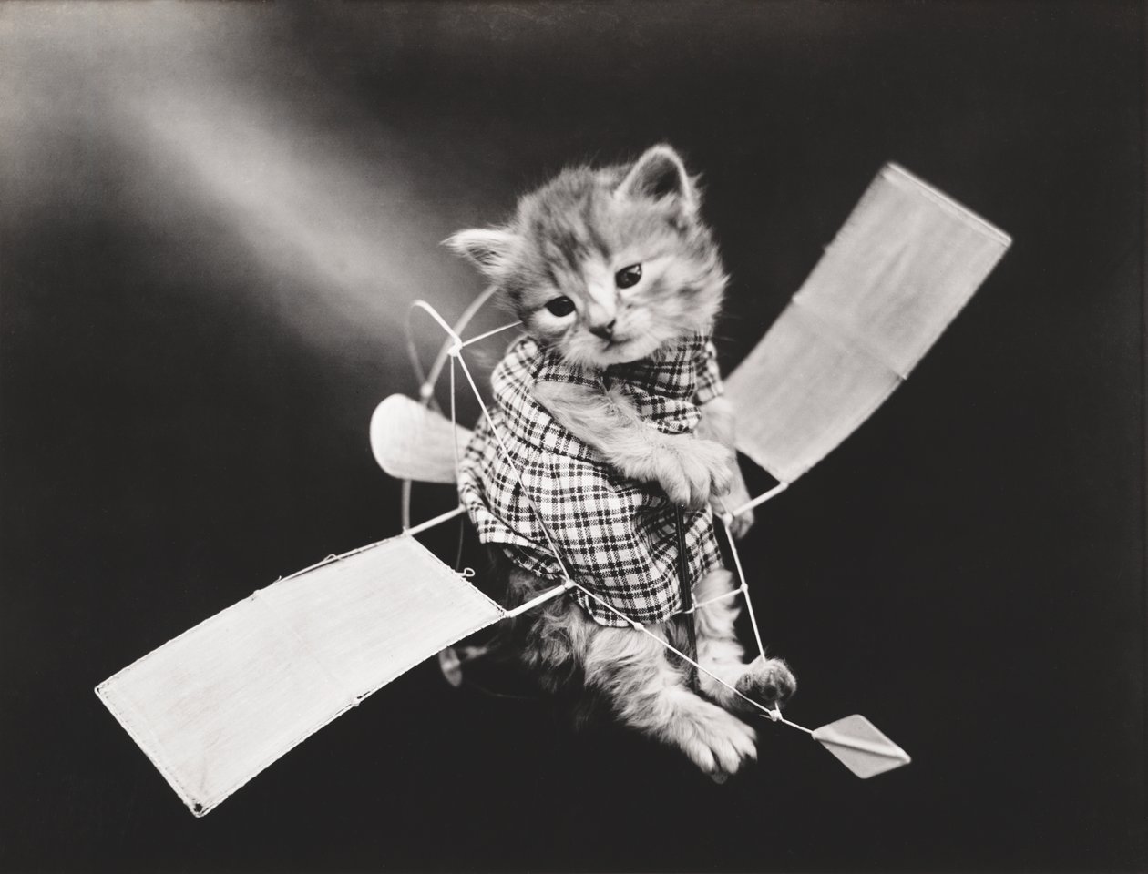 Serie dei gattini: Pilota che vola in aereo, 1914 circa (stampa all