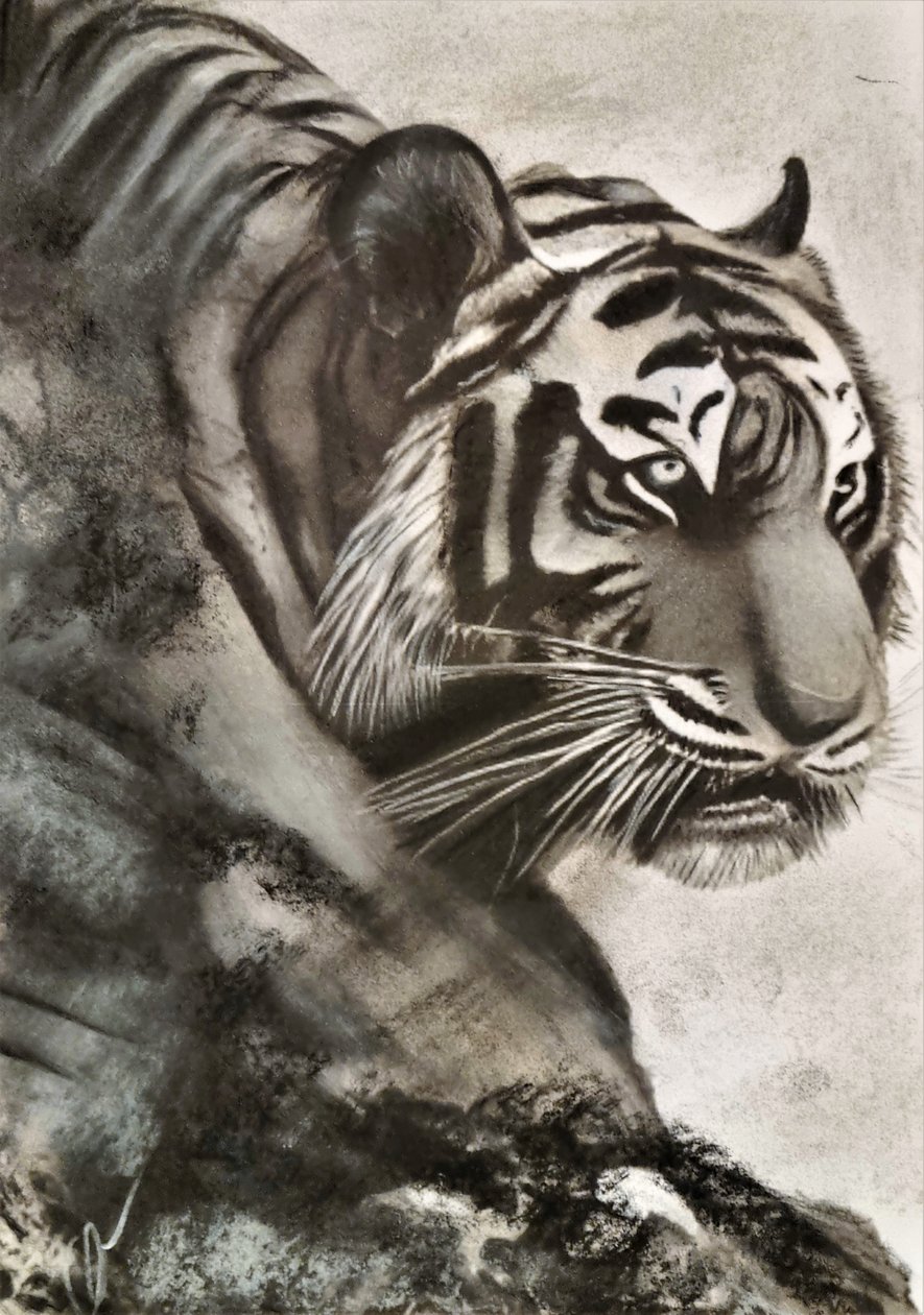 Tigre in caccia da HaskellArt